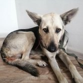 Кто насилует собак в столичном отлове?
