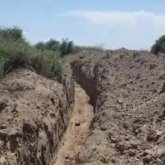 Сотни животных погибли в вырытых траншеях в Туркестанской области