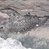 Видео с мертвым леопардом в Мангистау распространяют в Казнете