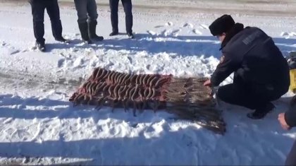 Браконьеры уничтожили сайгаков на 700 млн